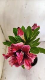 Planta Dobrada 2911 – 30cm – 02 anos - Imagem 4