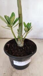 Planta Dobrada 2911 – 30cm – 02 anos - Imagem 7