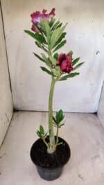 Planta Dobrada 2911 – 30cm – 02 anos - Imagem 5
