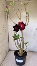 Planta Dobrada 2912 – 35cm – 03 anos - Imagem 2