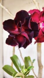 Planta Dobrada 2912 – 35cm – 03 anos