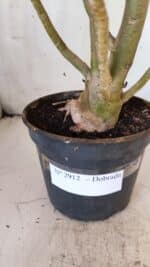 Planta Dobrada 2912 – 35cm – 03 anos - Imagem 8