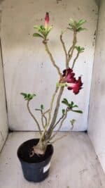 Planta Dobrada 2912 – 35cm – 03 anos - Imagem 7