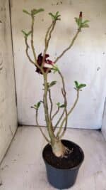 Planta Dobrada 2912 – 35cm – 03 anos - Imagem 6