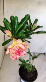 Planta Dobrada 2913 – 30cm – 02 anos - Imagem 4