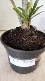 Planta Dobrada 2913 – 30cm – 02 anos - Imagem 8