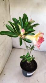 Planta Dobrada 2913 – 30cm – 02 anos - Imagem 5