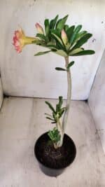 Planta Dobrada 2913 – 30cm – 02 anos - Imagem 7