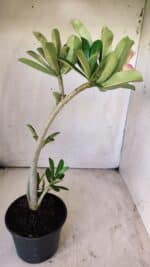 Planta Dobrada 2913 – 30cm – 02 anos - Imagem 6