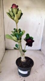 Planta Dobrada 2914 – 30cm – 02 anos - Imagem 2