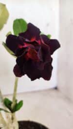 Planta Dobrada 2914 – 30cm – 02 anos - Imagem 6