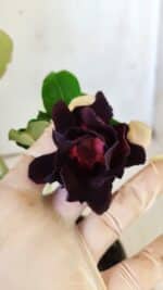 Planta Dobrada 2914 – 30cm – 02 anos - Imagem 4