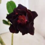 Planta Dobrada 2914 – 30cm – 02 anos