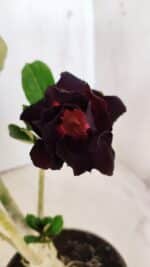 Planta Dobrada 2914 – 30cm – 02 anos