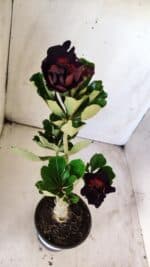 Planta Dobrada 2914 – 30cm – 02 anos - Imagem 5