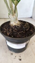 Planta Dobrada 2914 – 30cm – 02 anos - Imagem 9