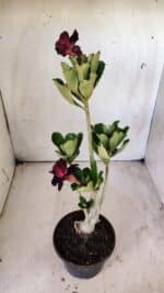 Planta Dobrada 2914 – 30cm – 02 anos - Imagem 8