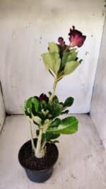 Planta Dobrada 2914 – 30cm – 02 anos - Imagem 7