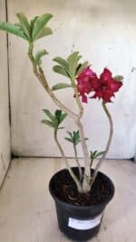 Planta Dobrada 2915 – 30cm – 02 anos - Imagem 2