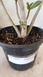 Planta Dobrada 2915 – 30cm – 02 anos - Imagem 5