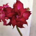 Planta Dobrada 2915 – 30cm – 02 anos