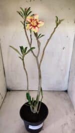 Planta Dobrada 2916 – 30cm – 02 anos - Imagem 2