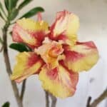 Planta Dobrada 2916 – 30cm – 02 anos