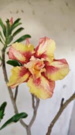 Planta Dobrada 2916 – 30cm – 02 anos