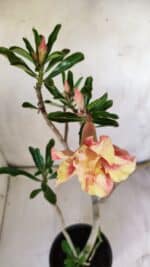 Planta Dobrada 2916 – 30cm – 02 anos - Imagem 4