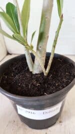 Planta Dobrada 2916 – 30cm – 02 anos - Imagem 7