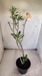 Planta Dobrada 2916 – 30cm – 02 anos - Imagem 6