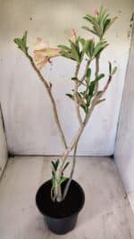 Planta Dobrada 2916 – 30cm – 02 anos - Imagem 5