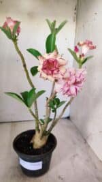 Planta Dobrada 2917 – 30cm – 02 anos - Imagem 2