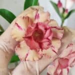 Planta Dobrada 2917 – 30cm – 02 anos