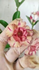 Planta Dobrada 2917 – 30cm – 02 anos