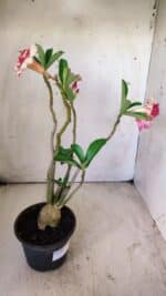 Planta Dobrada 2917 – 30cm – 02 anos - Imagem 5