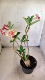 Planta Dobrada 2917 – 30cm – 02 anos - Imagem 4