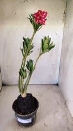 Planta Dobrada 2918 – 35cm – 03 anos - Imagem 2