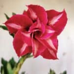 Planta Dobrada 2918 – 35cm – 03 anos