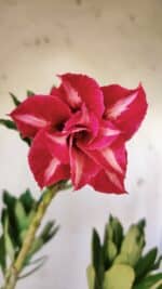 Planta Dobrada 2918 – 35cm – 03 anos