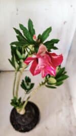 Planta Dobrada 2918 – 35cm – 03 anos - Imagem 4