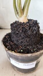 Planta Dobrada 2918 – 35cm – 03 anos - Imagem 6