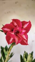 Planta Dobrada 2918 – 35cm – 03 anos - Imagem 3