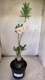 Planta Dobrada 2919 – 35cm – 03 anos - Imagem 2