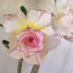 Planta Dobrada 2919 – 35cm – 03 anos