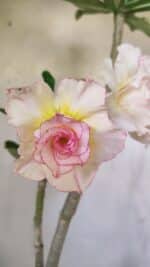 Planta Dobrada 2919 – 35cm – 03 anos