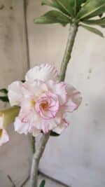 Planta Dobrada 2919 – 35cm – 03 anos - Imagem 4