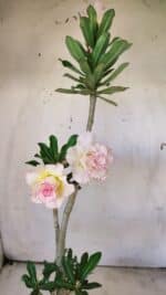 Planta Dobrada 2919 – 35cm – 03 anos - Imagem 5