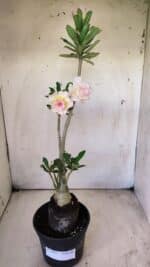 Planta Dobrada 2919 – 35cm – 03 anos - Imagem 10