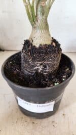 Planta Dobrada 2919 – 35cm – 03 anos - Imagem 9